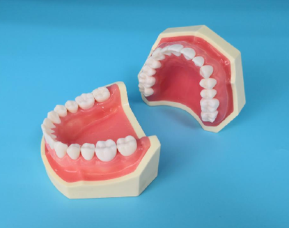 图片 标准牙颌模型（上颌）